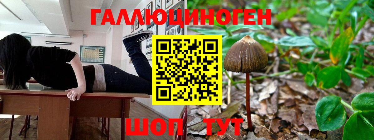 Кулебаки  Псилоцибиновые грибы MAGIC MUSHROOMS  Вход с VPN 